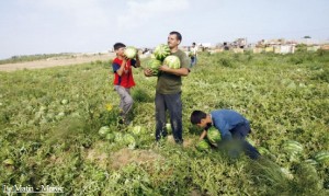 Petits producteurs Marocains