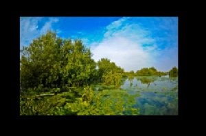 Mangrove Qatar 002