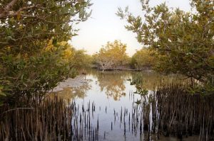 Mangrove Qatar