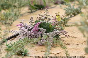 une-fleur-dans-le-desert-a1